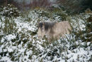    Pony in Goarse